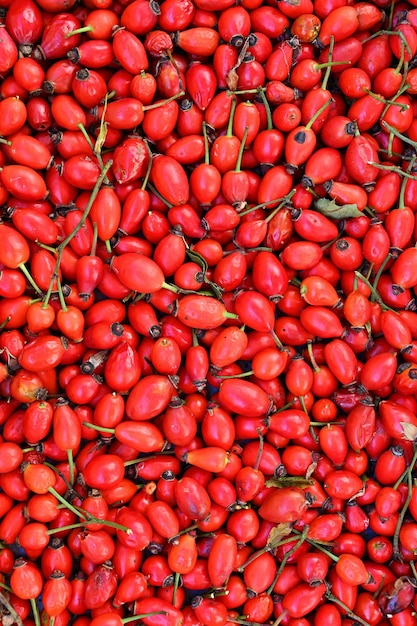 ローズヒップの茂み自然からの健康的な新鮮な赤い秋の果実