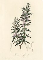 Rosemary (rosmarinus) officinalis illustration from medical botany (1836)