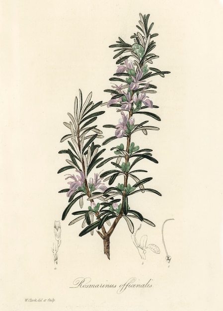 의료 식물학에서 로즈마리 (Rosmarinus) officinalis 그림 (1836)