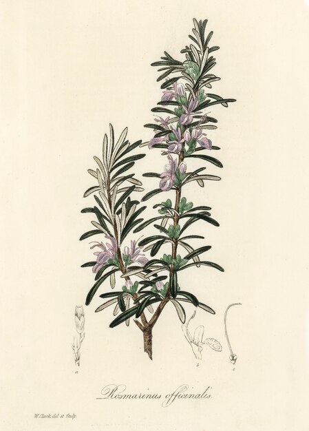 Rosemary (Rosmarinus) officinalis illustration from Medical Botany (1836) 