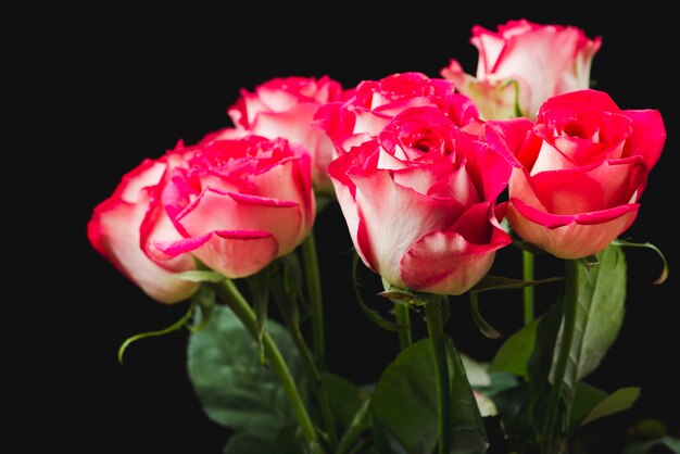 Roses on black background