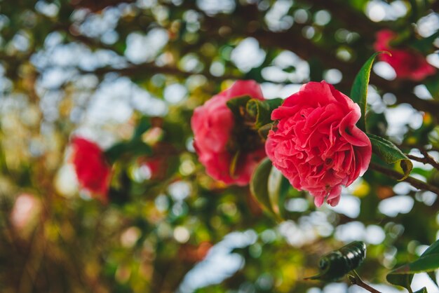 Roses growing on the branch of a tree