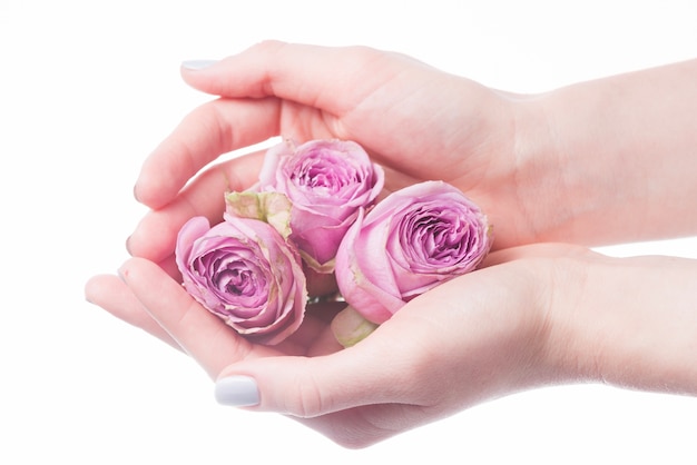 Free photo roses in hands
