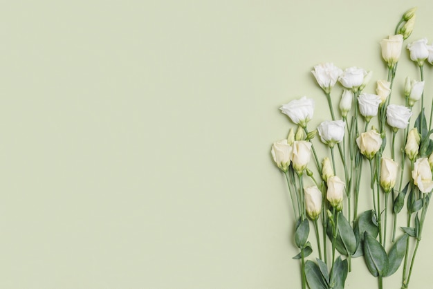 Roses on light background