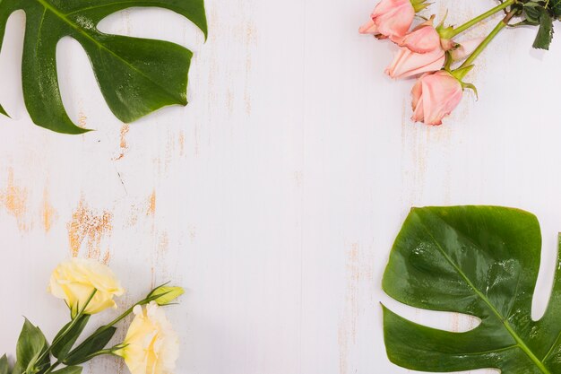 Roses and monstera leaves on grunge white backdrop