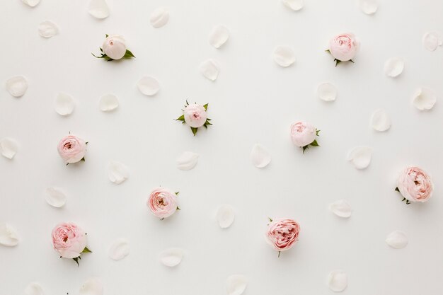 Roses and petals arrangement top view