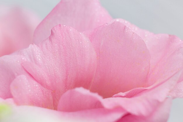 Розы розовые лепестки на сером фоне