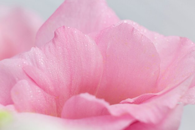 Roses pink petals on grey background