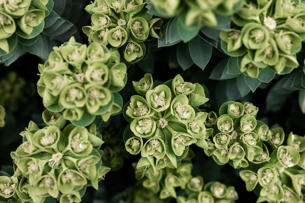 Rosetta stonecrop o sedum rosetta foto in primo piano delle sue piccole foglie verdi
