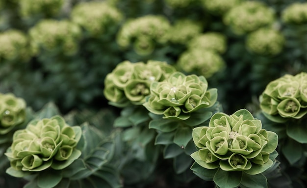 ロゼッタマンネングサまたはセダムロゼッタの小さな緑の葉のクローズアップ写真