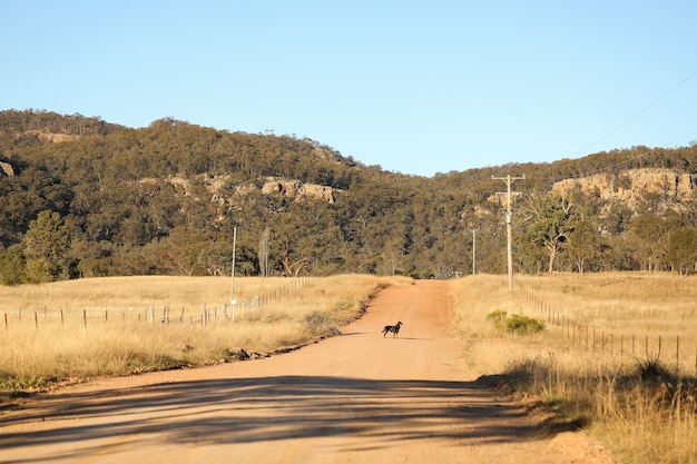 Собака ротвейлера гуляет по проселочной дороге в золотом дневном свете