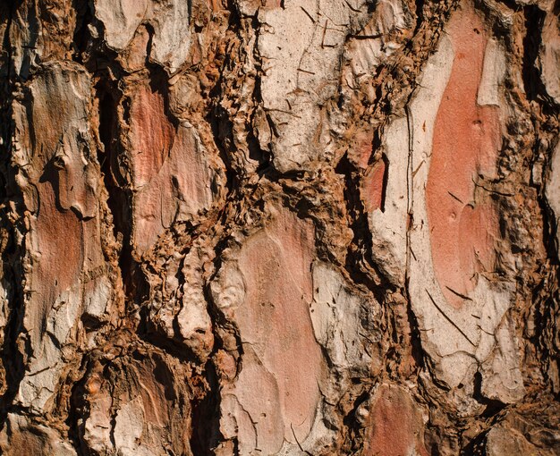 Rough bark texture