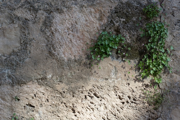 Rough stone surface with vegetation