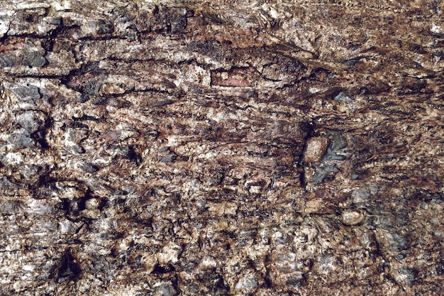 Rough wood texture of tree