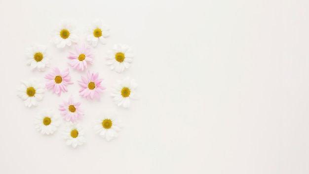 Round of chamomile flower buds