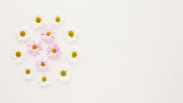 カモミールの花のつぼみ