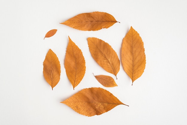 Round composition of dried yellow leaves