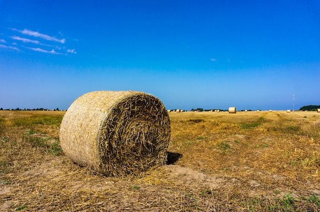 Round hay bale in the fields with the blue sky