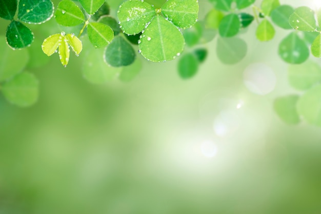 Round leaves