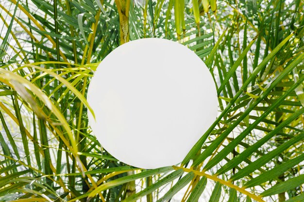 Round white frame over the green palm tree leaf