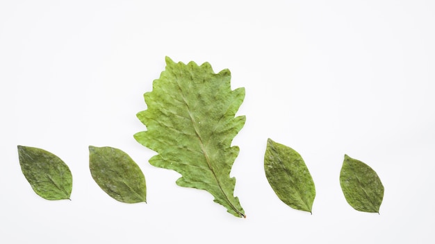 Row arrangement with green leaves 