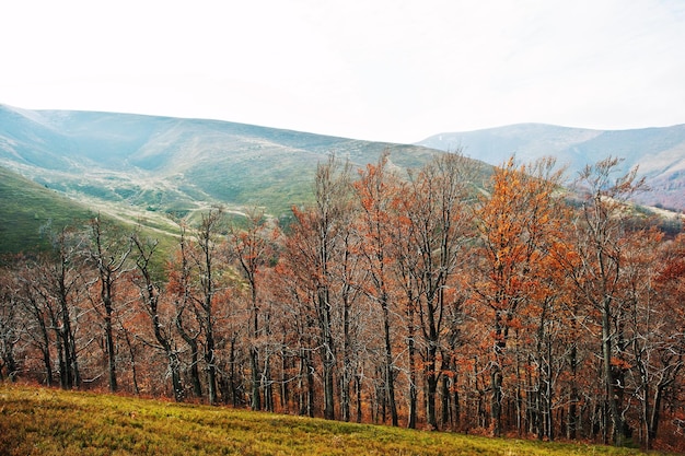 Fila di alberi autunnali nelle pittoresche montagne dei carpazi