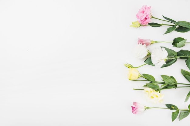 Row of beautiful flowers on white background