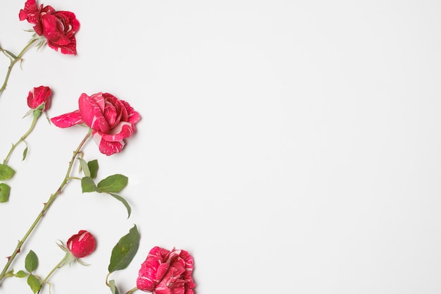 Row of beautiful red blooms