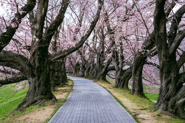 日本の京都、春の桜の木の列。