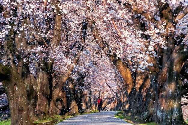 日本の京都、春に桜の花びらが落ちる桜の木の列。