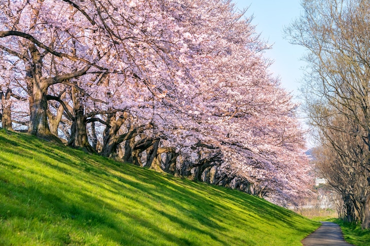 無料Photo 日本の京都、春の桜の木の列。