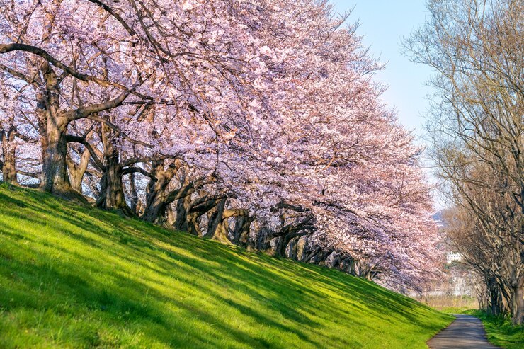 Free Photo row of cherry blossoms trees in spring, kyoto in japan.
