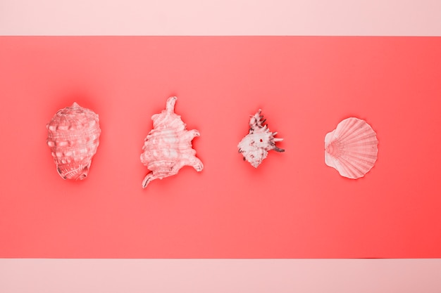 Free photo row of conch and scallop seashells on coral and pink background