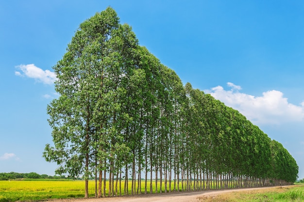 Free photo row of eucalyptus for paper industry.