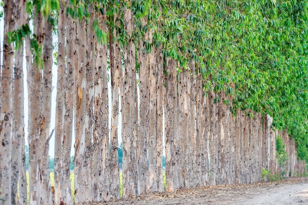 Row of Eucalyptus for paper industry.