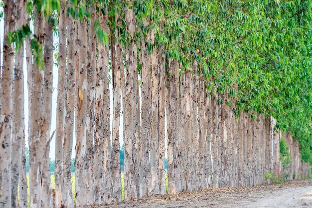 Row of Eucalyptus for paper industry.