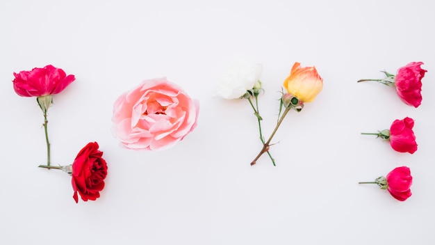 Row of fresh colourful flowers 