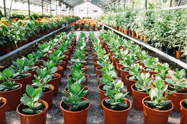 鍋の新鮮な緑の植物の行