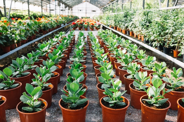 Row of fresh green plants in pot