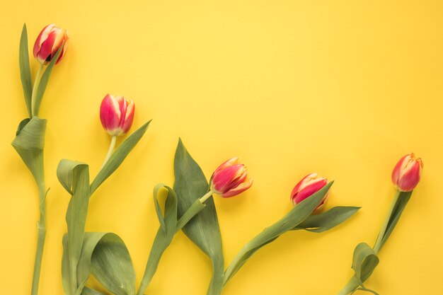 Row of fresh tulips with green leaves