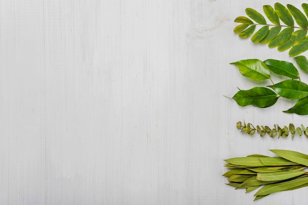 Row of green plant leaves