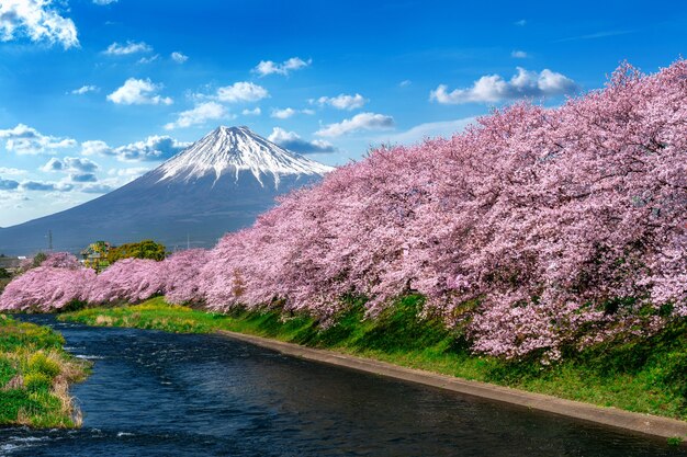 日本の春の富士山と桜 無料の写真