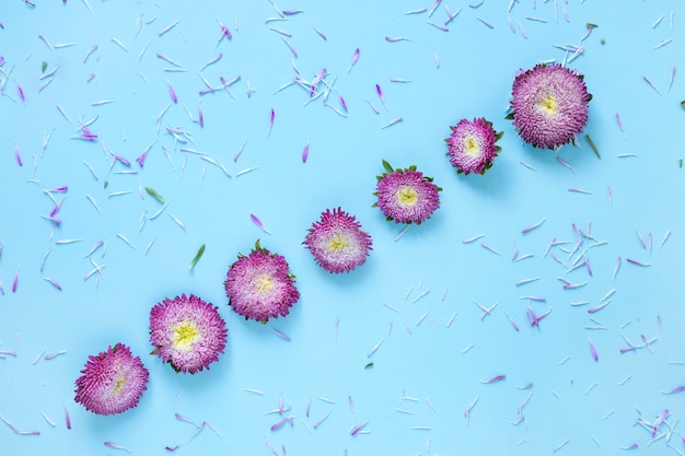 Row of pink flowers on blue background