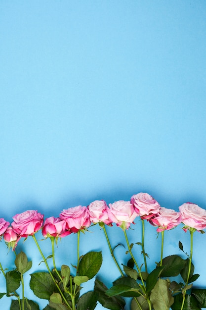 Row of pink roses and green leaves arranged on bottom of blue background