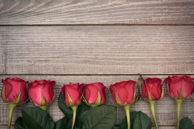 Row of red cut roses
