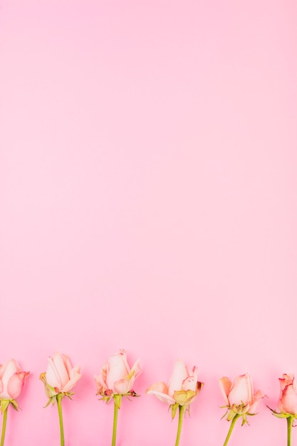 Row of roses on pink background