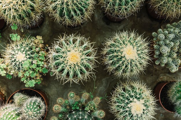 Row of spiked succulent plants