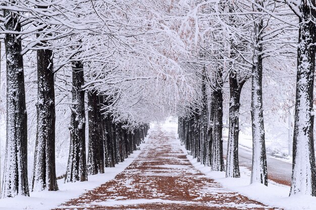 Row of trees in Winter with falling snow