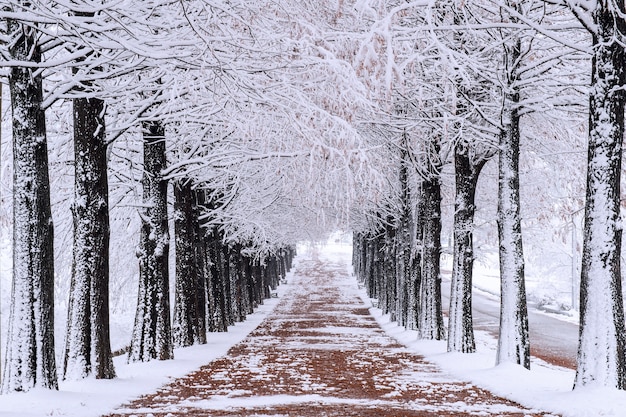 Row of trees in Winter with falling snow