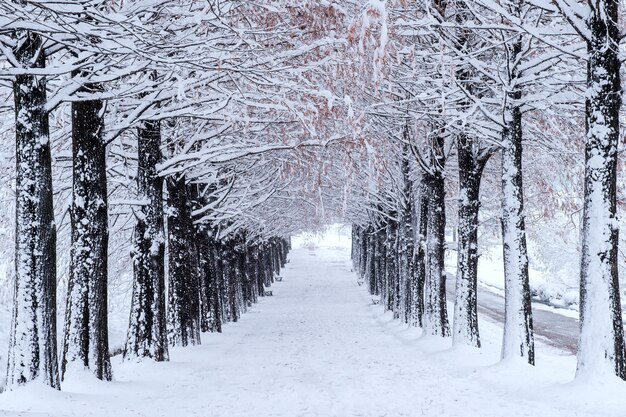 Row of trees in Winter with falling snow